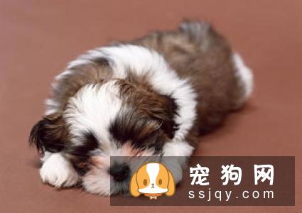 为什么狗狗那么容易掉毛？