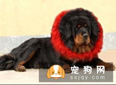 赤古藏獒性格怎么样，好养吗？赤古藏獒多少钱一只？