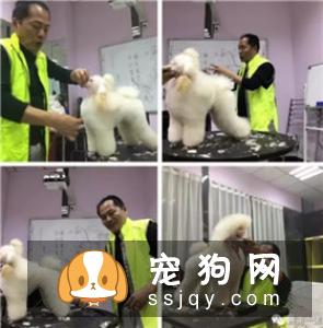 宠物美容教父林裕雄导师山东讲习会