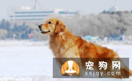 怎样挑选辨别纯种金毛犬
