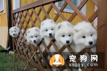 萨摩耶幼犬挑选小知识：不易错，难选好！