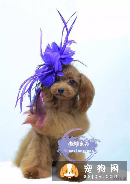 傲雄宠物美容培训学校C级课程介绍