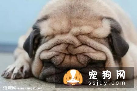 春季犬猫拒食，发春是一个重要原因！