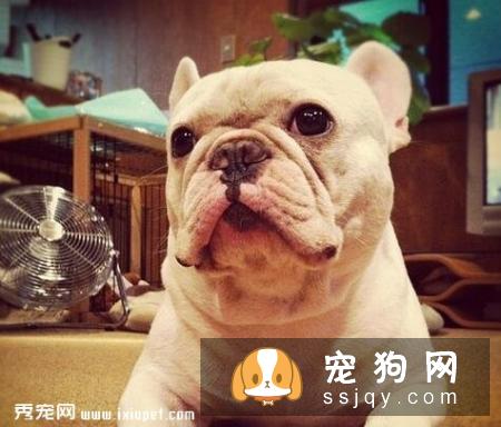 避免狗狗肠胃消化不良的方法