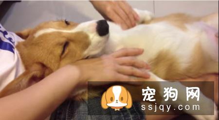 狗狗营养不良导致毛发枯燥怎么办？