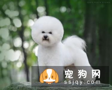 宠物狗身上伤口化脓，用这种特殊疗法你能接受吗