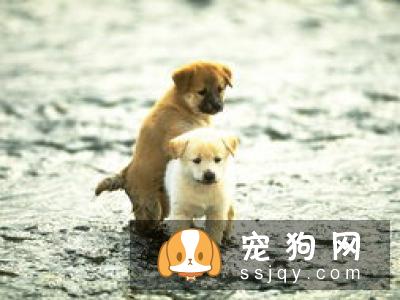 【松狮犬】松狮犬多少钱,能长多大？