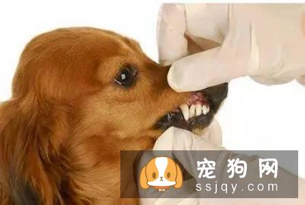 狗狗牙齿松了，怎么办？