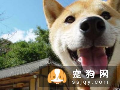 狗狗耐饿不耐渴，狗狗喝水也有大学问