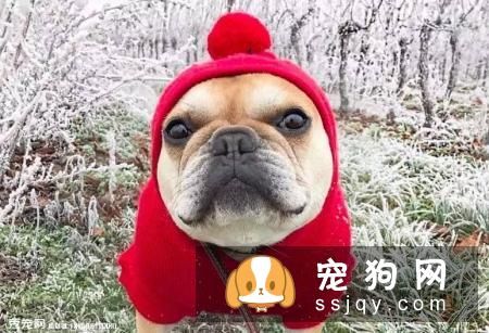 狗狗吃了驱虫药一般会有哪些反应……