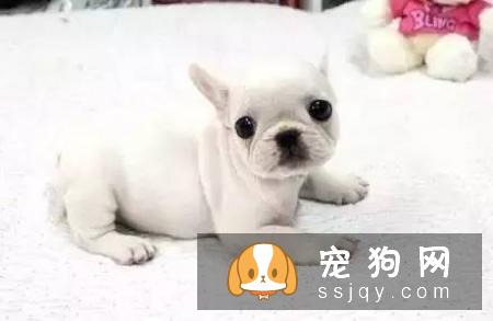 这些习惯，会让狗狗“长命百岁”