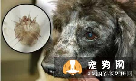 盘点狗狗皮肤病知识大全（图文解读）