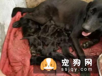 如何解决母犬没有奶水的难题
