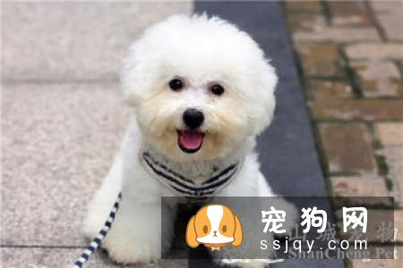 巴比熊犬性格怎么样，好养吗_巴比熊犬的价格