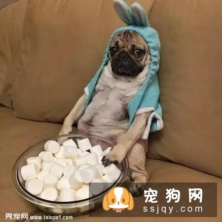 什么是狗狗的肾衰竭？！