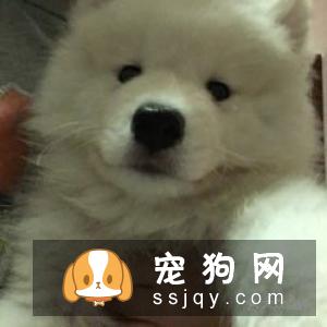 北京哪里有狗狗训练学校？费用是多少？