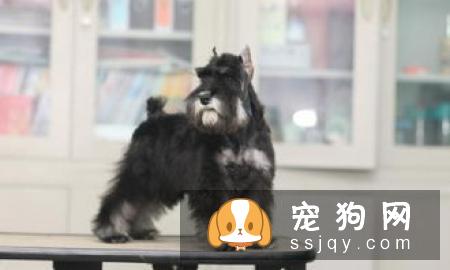新手如何挑选雪纳瑞幼犬?