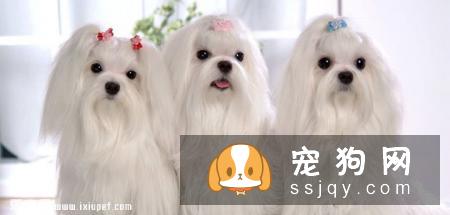 马尔济斯犬的外形特征及训练方法_马尔济斯犬价格