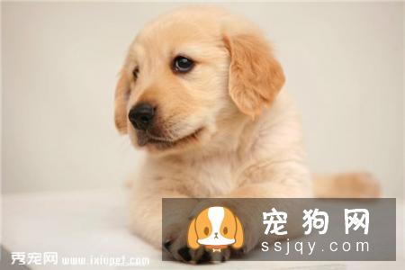 为什么狗狗那么容易掉毛？