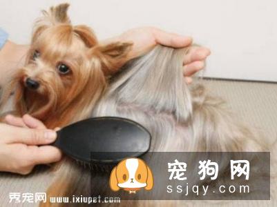 狗狗营养不良导致毛发枯燥怎么办？