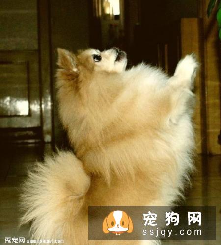 让狗狗学会“拜年”| 训练宠物狗狗作揖拜年的方法