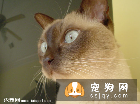 被猫狗抓咬伤 伤口处理不马虎