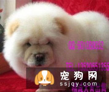 【松狮犬】松狮犬多少钱,能长多大？