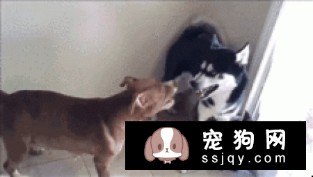 哈士奇狗狗多大可以算成犬了？