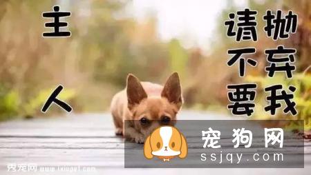 这些习惯，会让狗狗“长命百岁”