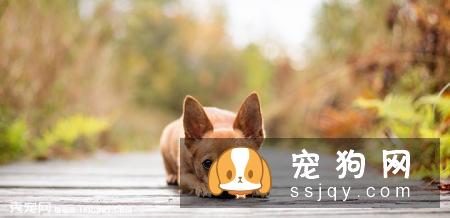 【吉娃娃】吉娃娃档案介绍及饲养知识大全