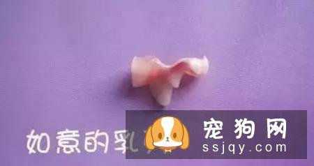狗狗牙齿松了，怎么办？