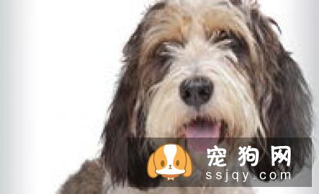 贝吉格里芬凡丁犬的体型特征及训练方法