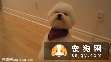 巴比熊犬性格怎么样，好养吗_巴比熊犬的价格