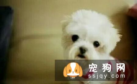 狗狗得了椎间盘脊椎炎的症状及治疗方法