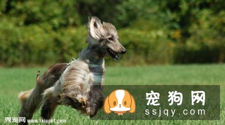阿富汗猎犬的外形特征及训练方法_多少钱一只？