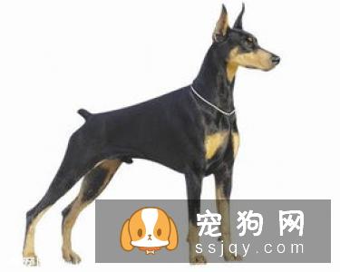 你知道杜高犬的起源吗？