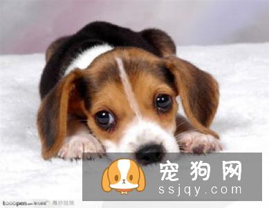 为什么狗狗那么容易掉毛？
