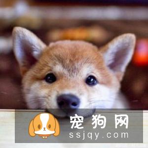 拒绝激素产品，狗狗发育全攻略