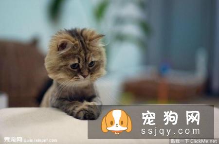 惨遭美容师毒手的11只宠物，又要被怨恨好几个月了！