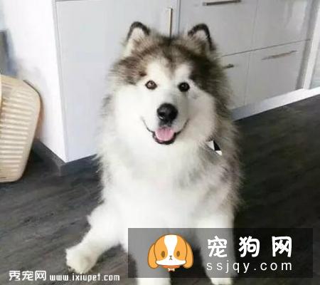 宠物狗总是磨牙怎么办呢？