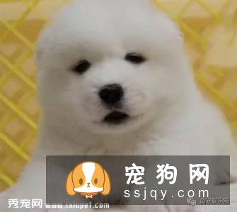 狗狗消化不良怎么办？