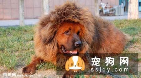 惊天兽多少钱一只,好养吗?惊天兽外形特征_图片