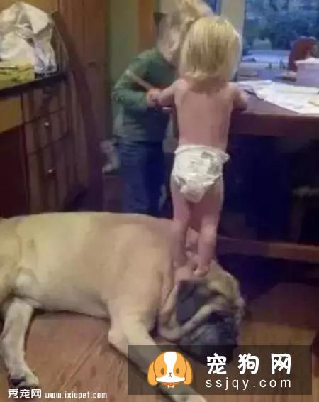 嫌麻烦！这就是我养大型犬的原因！