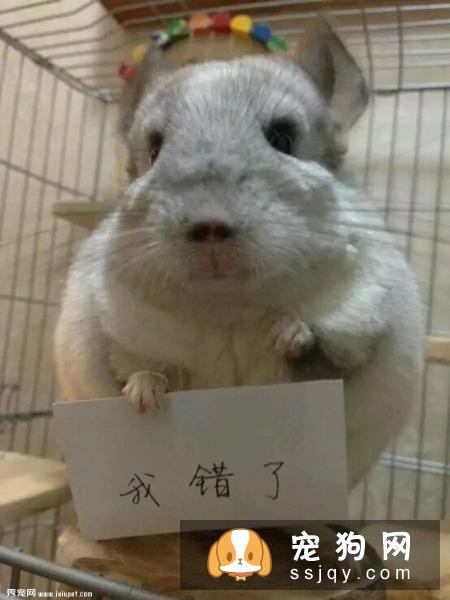 作为上班族的我们，养些什么宠物比较好呢？
