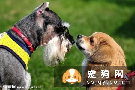 细小、犬瘟、是如何得来的？（值得分享）