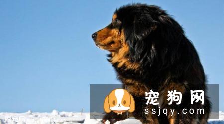 蒙古獒的外形特征及四大种类