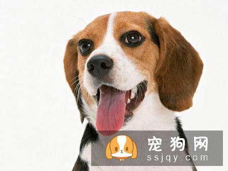 为什么狗狗那么容易掉毛？