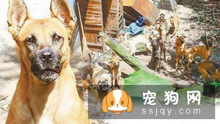 狗狗肢端肥大症的主要症状和治疗方法
