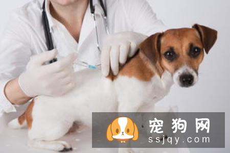 给幼犬接种疫苗