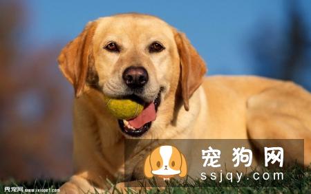 不健康的拉布拉多特点